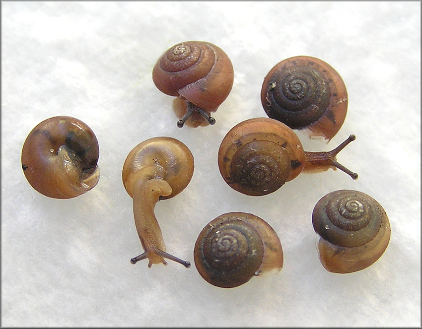 Praticolella jejuna (Say, 1821) Florida Scrubsnail