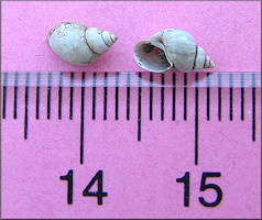 Fossaria cubensis (L. Pfeiffer, 1839) Carib Fossaria