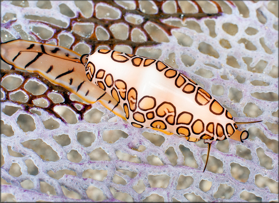 Cyphoma gibbosum (Linnaeus, 1758) Flamingo Tongue