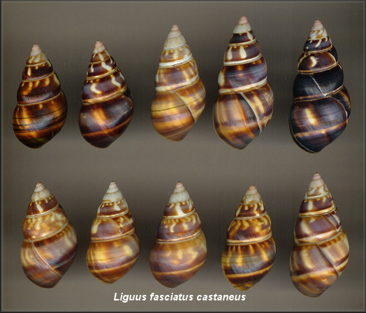 Liguus fasciatus castaneus