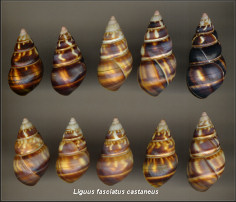 Liguus fasciatus castaneus