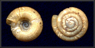 Helicodiscus parallelus (Say, 1821) Compound Coil