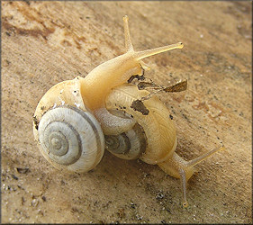 Praticolella mexicana K. Perez, 2011 "Peripatetic Scrubsnail"