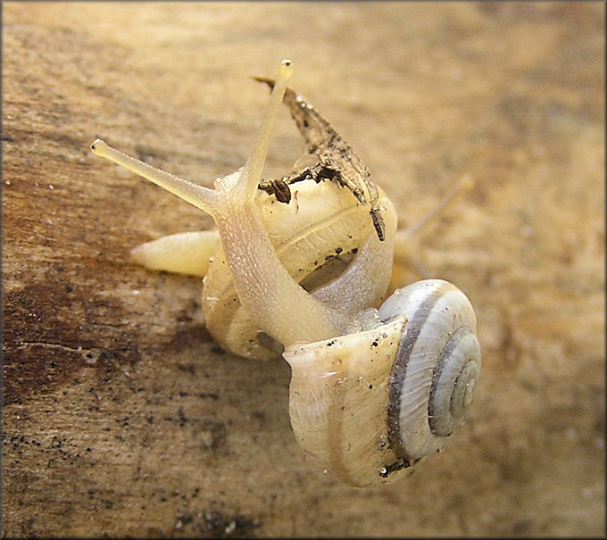 Praticolella mexicana K. Perez, 2011 "Peripatetic Scrubsnail"