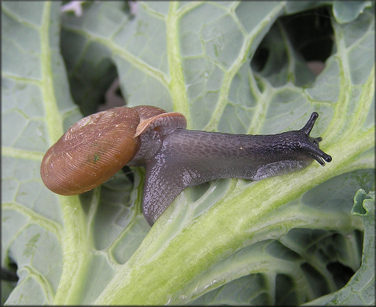  Triodopsis tennesseensis (Walker and Pilsbry, 1902) Budded Threetooth