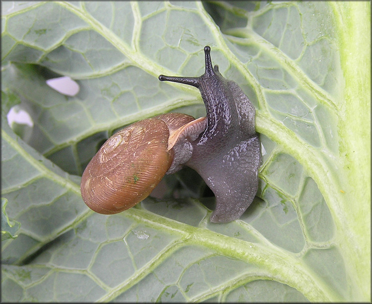  Triodopsis tennesseensis (Walker and Pilsbry, 1902) Budded Threetooth