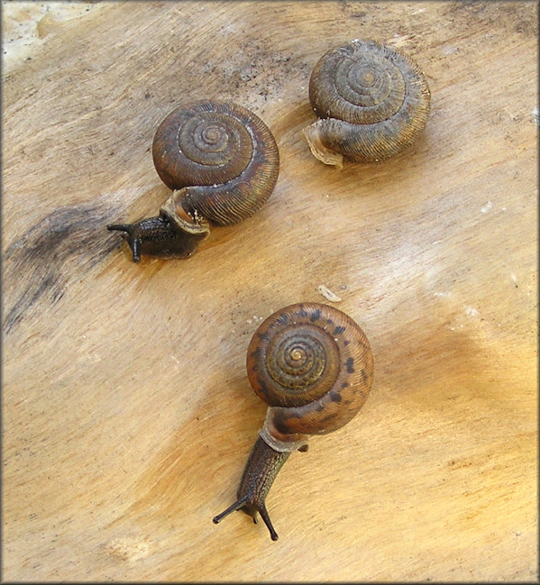 Living Daedalochila auriculata Found At Wards Creek (12/11/2014)