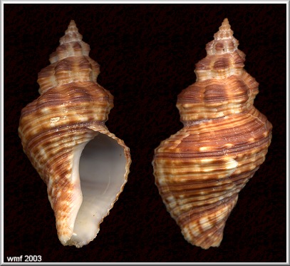 Gemophos pagodus (Reeve, 1846)