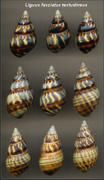 Liguus fasciatus testudineus