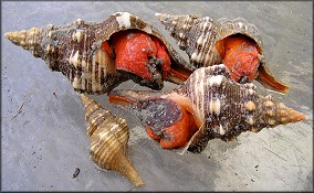 A selection of specimens washed onto the beach by Hurricane Jeanne (September, 2004)