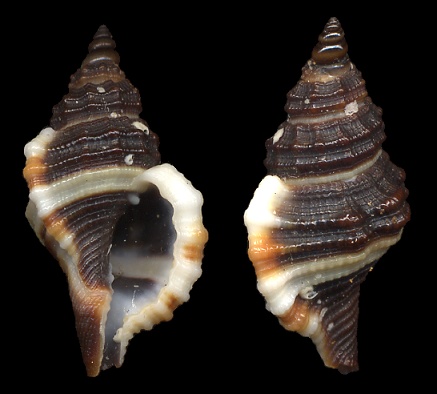 Cymatium (Turritriton) indomelanicum Garcia-Talavera, 1997