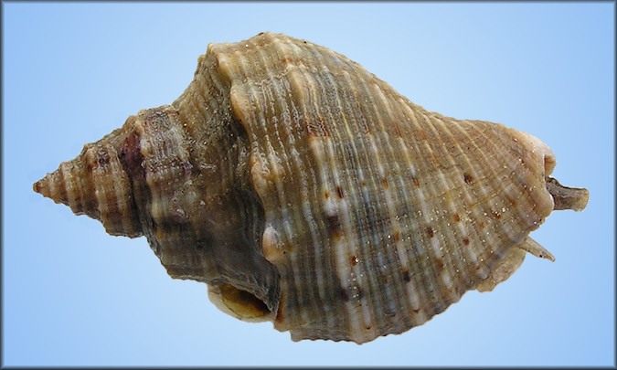 Stramonita haemastoma floridana (Conrad, 1837) Florida Rocksnail