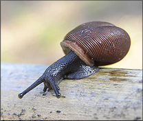 Triodopsis hopetonensis (Shuttleworth, 1852) Magnolia Threetooth