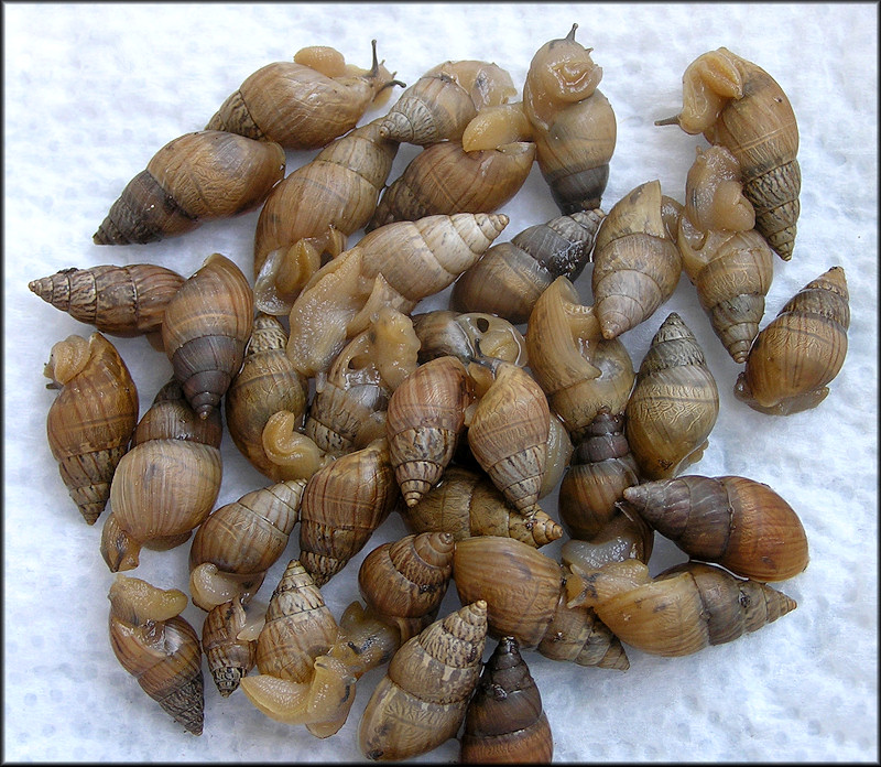 Bulimulus sporadicus (d’Orbigny, 1835) From Nassau County (9/1/2012)