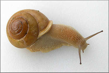 Neohelix major (A. Binney, 1837) Southeastern Whitelip