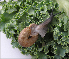 Triodopsis tennesseensis (Walker and Pilsbry, 1902) Budded Threetooth