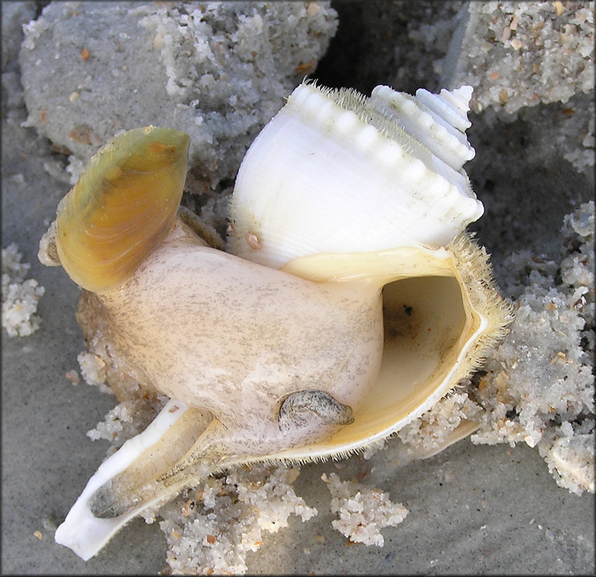 Busycotypus canaliculatus (Linnaeus, 1758) Albino