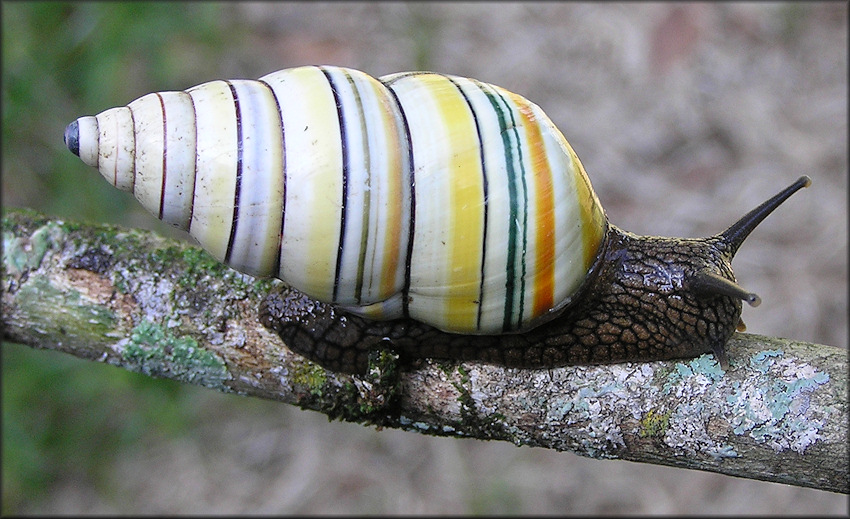 Liguus virgineus (Linnaeus, 1758)