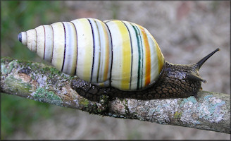 Liguus virgineus (Linnaeus, 1758)