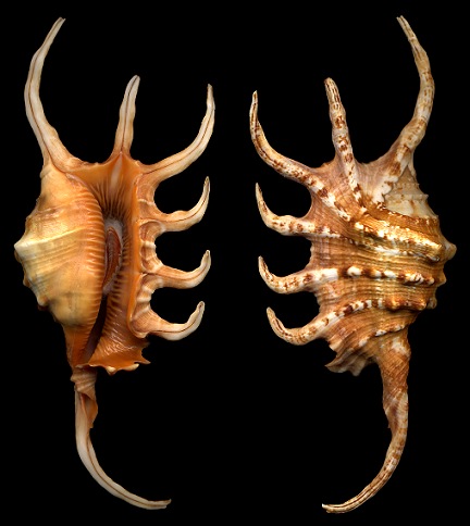 Lambis scorpius scorpius x Lambis crocata crocata