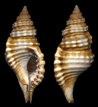 Cymatium (Monoplex) corrugatum (Lamarck, 1816)