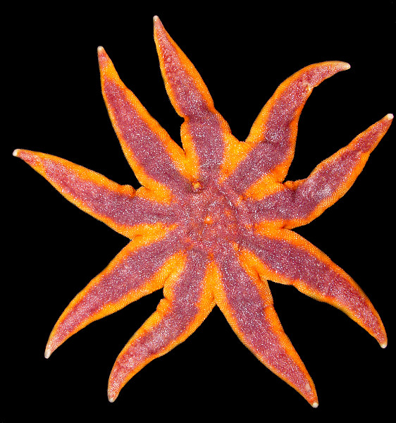 Solaster endeca (Linn, 1771) Northern Sunstar