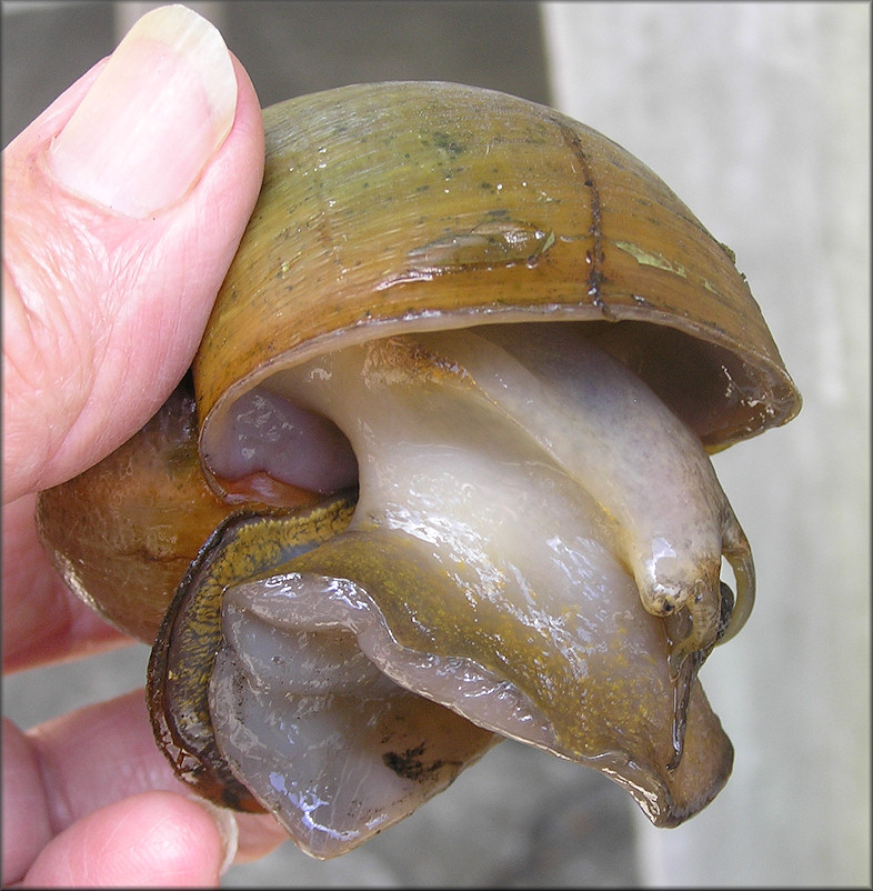 Live Pomacea maculata from the west end of the lake (5/10/2012)