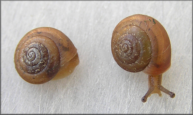 Praticolella jejuna (Say, 1821) Florida Scrubsnail