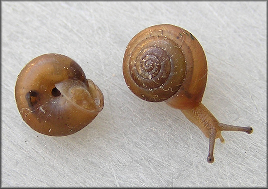 Praticolella jejuna (Say, 1821) Florida Scrubsnail