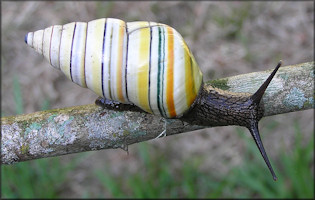 Liguus virgineus (Linnaeus, 1758)