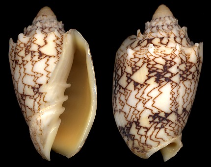 Cymbiola chrysostoma (Swainson, 1824)