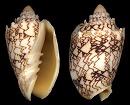 Cymbiola chrysostoma (Swainson, 1824)