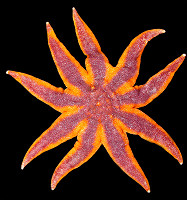 Solaster endeca (Linn, 1771) Northern Sunstar