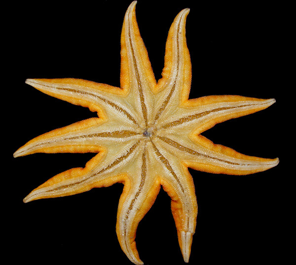 Solaster endeca (Linn, 1771) Northern Sunstar