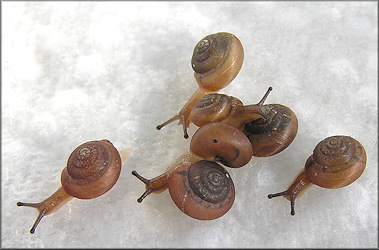 Praticolella jejuna (Say, 1821) Florida Scrubsnail