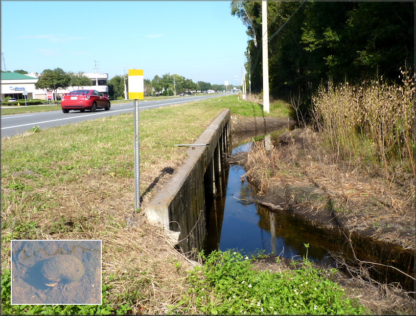 Location where the live Pomacea canaliculata was found looking to the north northeast