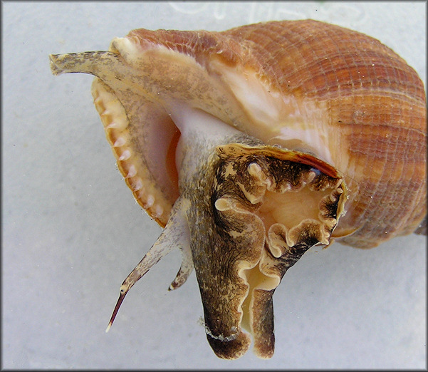 Stramonita haemastoma (Linnaeus, 1767) Florida Rocksnail Color Variety