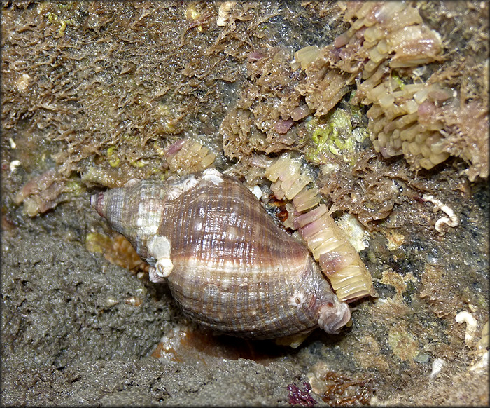 Stramonita haemastoma (Linnaeus, 1767) Florida Rocksnail With Eggs