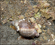Stramonita haemastoma (Linnaeus, 1767) Florida Rocksnail With Eggs