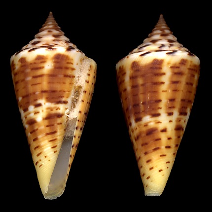 Conus anabathrum Crosse, 1865 Florida Cone