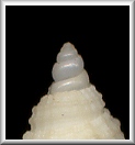 Protoconch detail