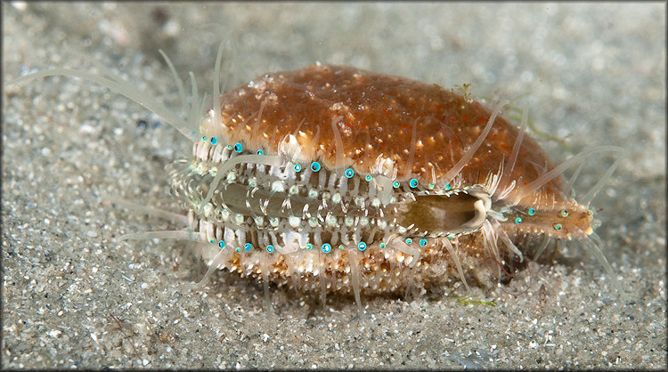 Aequipecten exasperatus (G. B. Sowerby II, 1842) Thistle Scallop