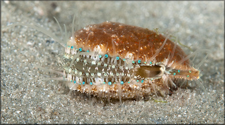 Aequipecten exasperatus (G. B. Sowerby II, 1842) Thistle Scallop