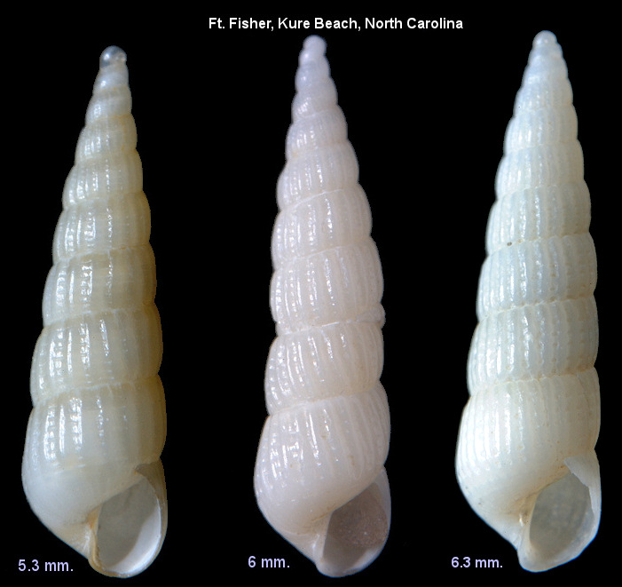 Turbonilla caroliniana Holmes, 1859