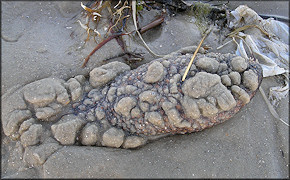 Sclerodactyla briareus (Lesueur, 1824) Hairy Sea Cucumber Emerging From The Sand