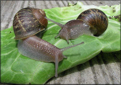 Cornu aspersum (Mller, 1774) Brown Garden Snail