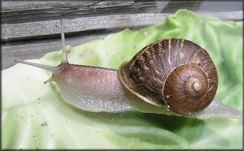 Cornu aspersum (Mller, 1774) Brown Garden Snail