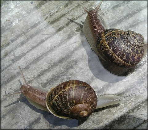 Cornu aspersum (Mller, 1774) Brown Garden Snail