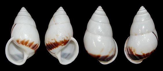 Amphidromus perversus rufocinctus color form sankapurus Fruhstorfer, 1905