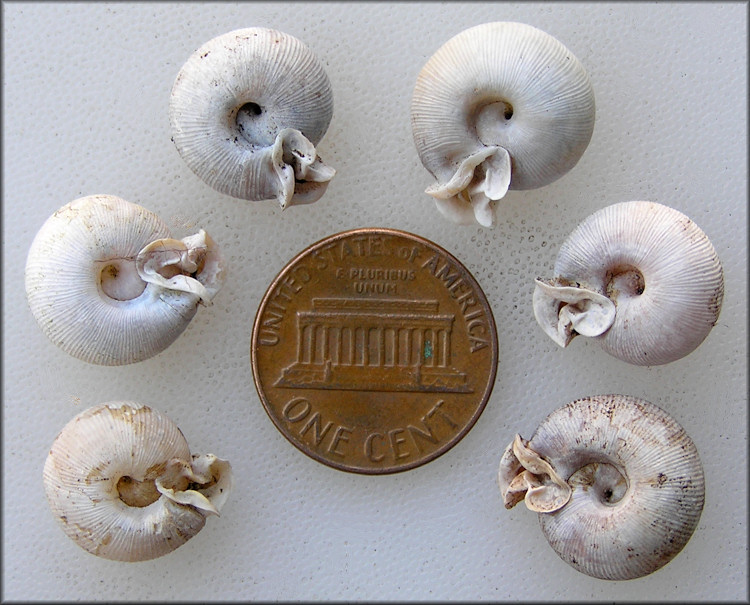 Some Of The Empty Daedalochila auriculata Shells Found At Picolata On 10/9/2010